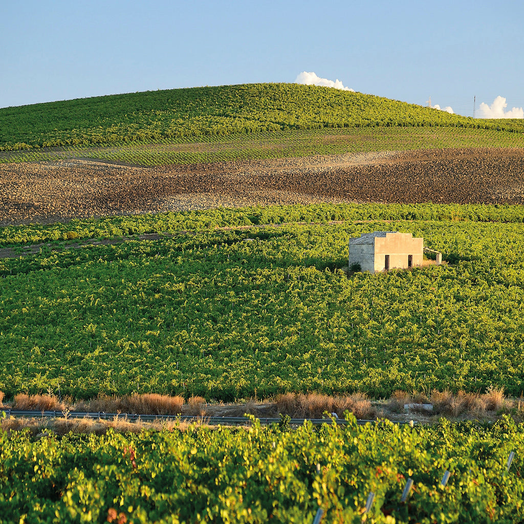 Sensale Bio Nero D'Avola DOC Sibiliana teritory - Tita Italian