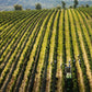  Terre De La Custodia vineyards - Tita Italian