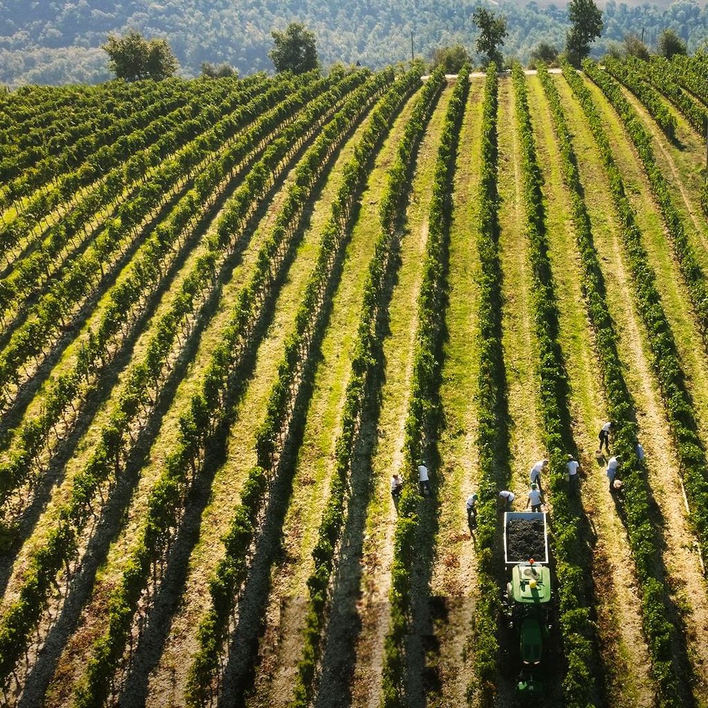  Terre De La Custodia vineyards - Tita Italian