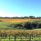 Vigneti Zanatta Vinery vineyards - Tita Italian
