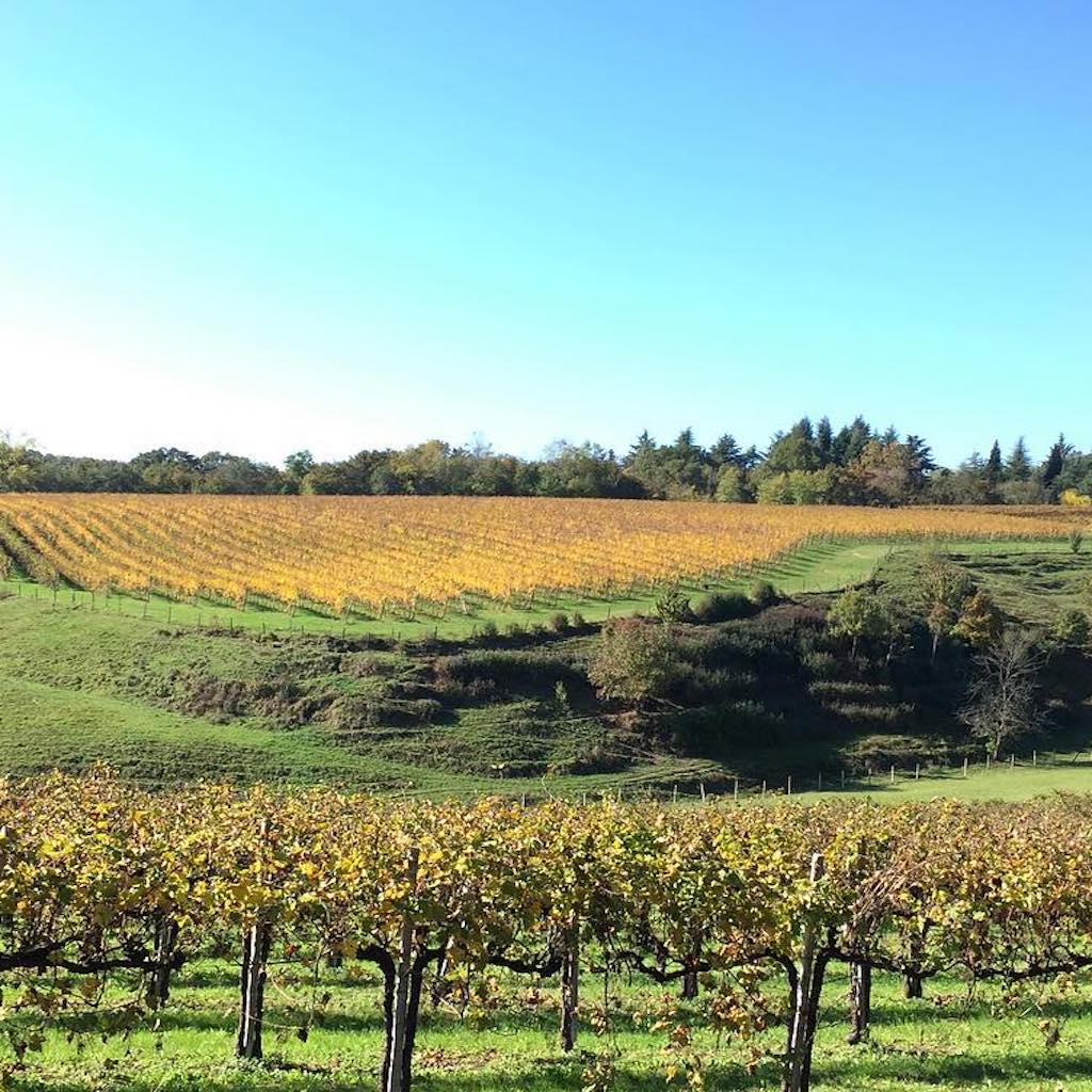 Vigneti Zanatta Vinery vineyards - Tita Italian