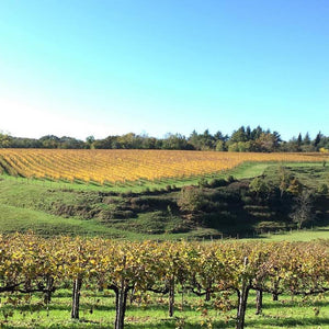 Vigneti Zanatta Vinery vineyards - Tita Italian